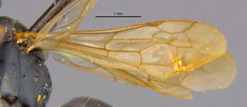 Media type: image;   Entomology 15340 Aspect: Wing front